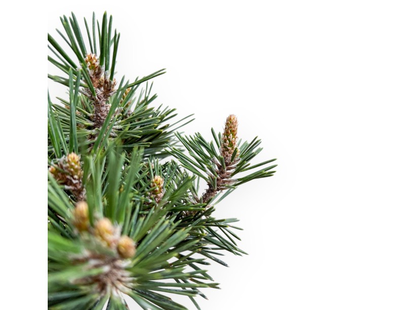 Pinus Thunbergii Kotobuki - Pino Nero - 36 cm