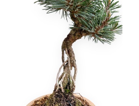 Pinus Thunbergii Kotobuki - Schwarz Kiefern - 36 cm