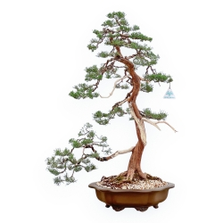 Juniperus Chinensis - Juniper - 94 cm