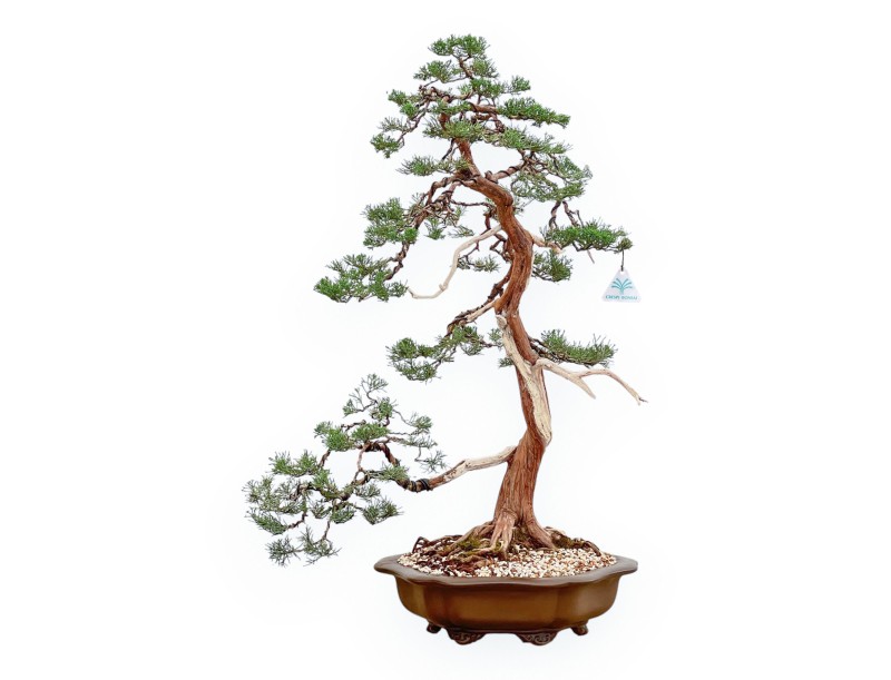 Juniperus Chinensis - Ginepro - 94 cm