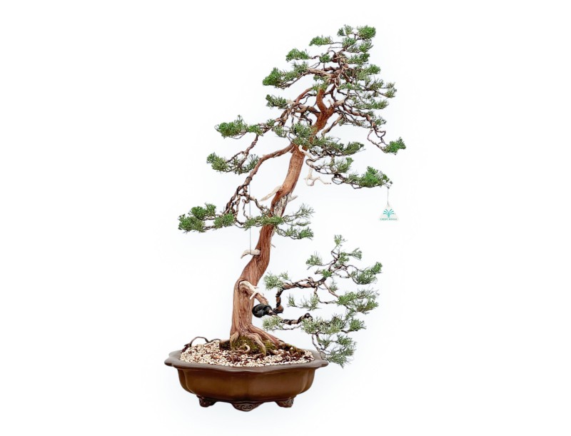 Juniperus Chinensis - Genévrier - 94 cm