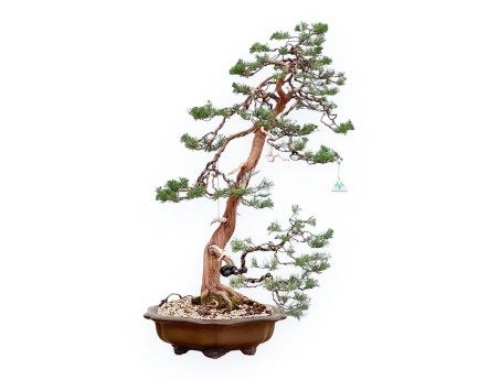 Juniperus Chinensis - Juniper - 94 cm