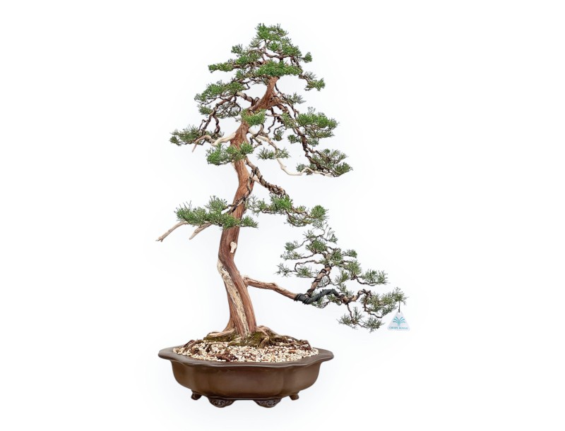 Juniperus Chinensis - Ginepro - 94 cm