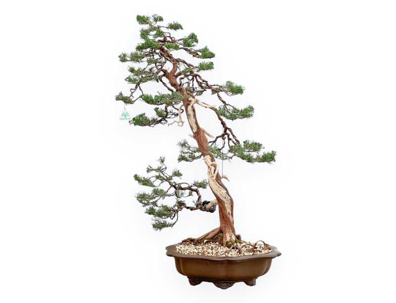 Juniperus Chinensis - Wacholder - 94 cm