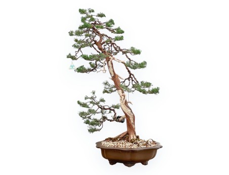 Juniperus Chinensis - Juniper - 94 cm