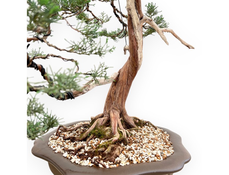 Juniperus Chinensis - Genévrier - 94 cm