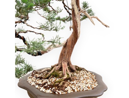 Juniperus Chinensis - Enebro - 94 cm