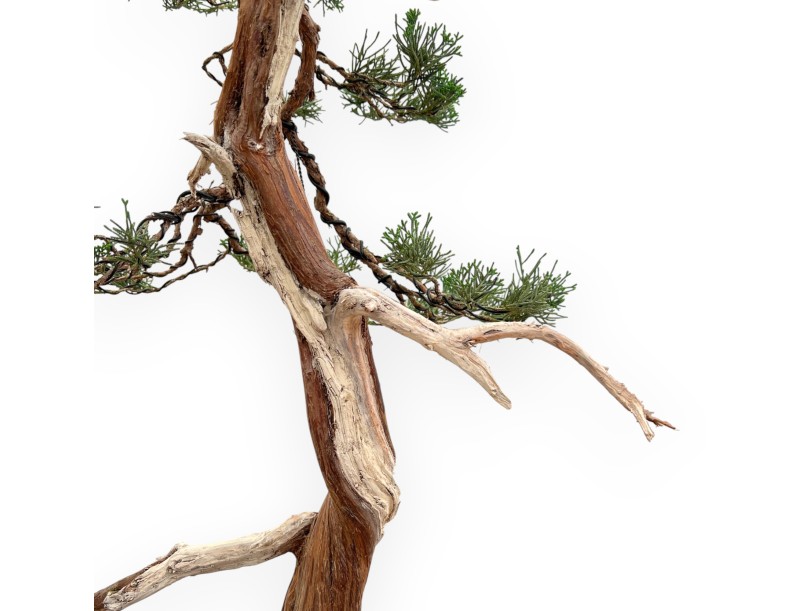 Juniperus Chinensis - Genévrier - 94 cm