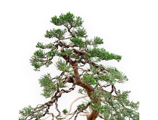 Juniperus Chinensis - Genévrier - 94 cm 2
