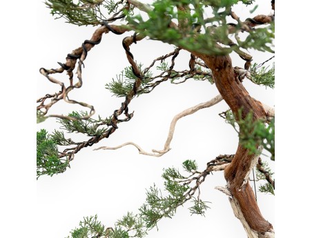 Juniperus Chinensis - Wacholder - 94 cm