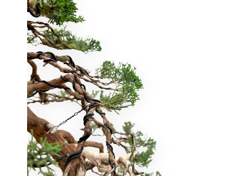 Juniperus Chinensis - Ginepro - 94 cm