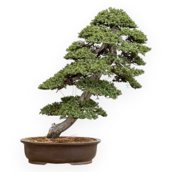 Juniperus Rigida - Wacholder - 98 cm