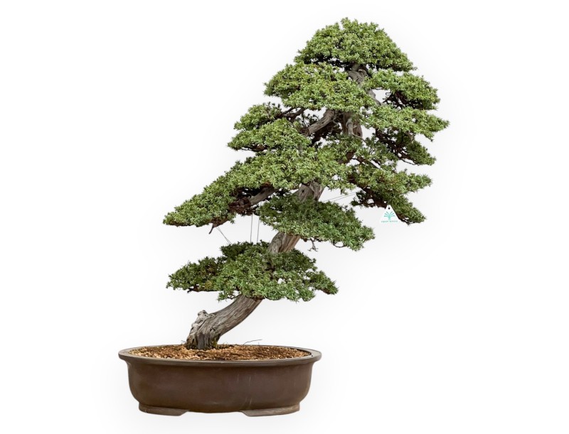 Juniperus Rigida - Wacholder - 98 cm