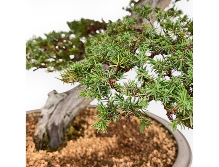 Juniperus Rigida - Wacholder - 98 cm