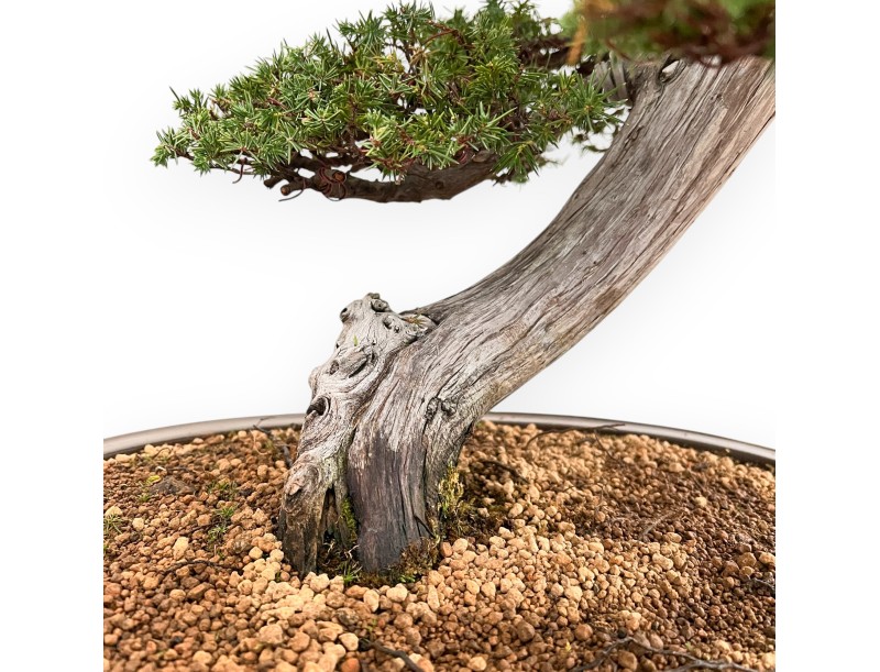 Juniperus Rigida - Wacholder - 98 cm