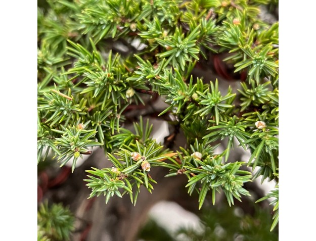 Juniperus Rigida - Enebro - 98 cm 2