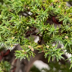 Juniperus Rigida - Wacholder - 98 cm