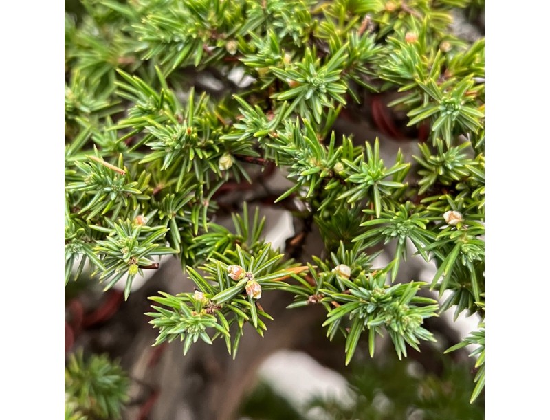 Juniperus Rigida - Wacholder - 98 cm