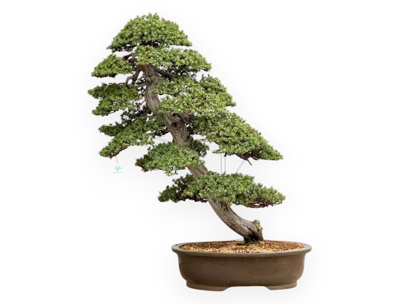 Juniperus Rigida - Wacholder - 98 cm