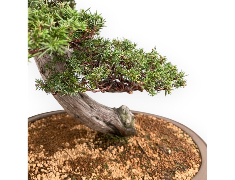 Juniperus Rigida - Enebro - 98 cm
