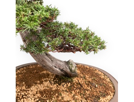 Juniperus Rigida - Wacholder - 98 cm