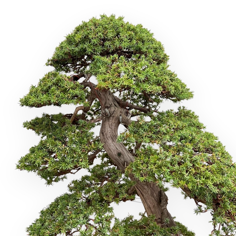 Juniperus Rigida - Wacholder - 98 cm