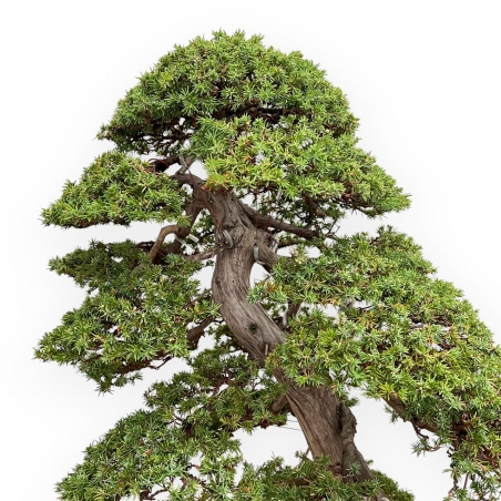 Juniperus Rigida - Enebro - 98 cm