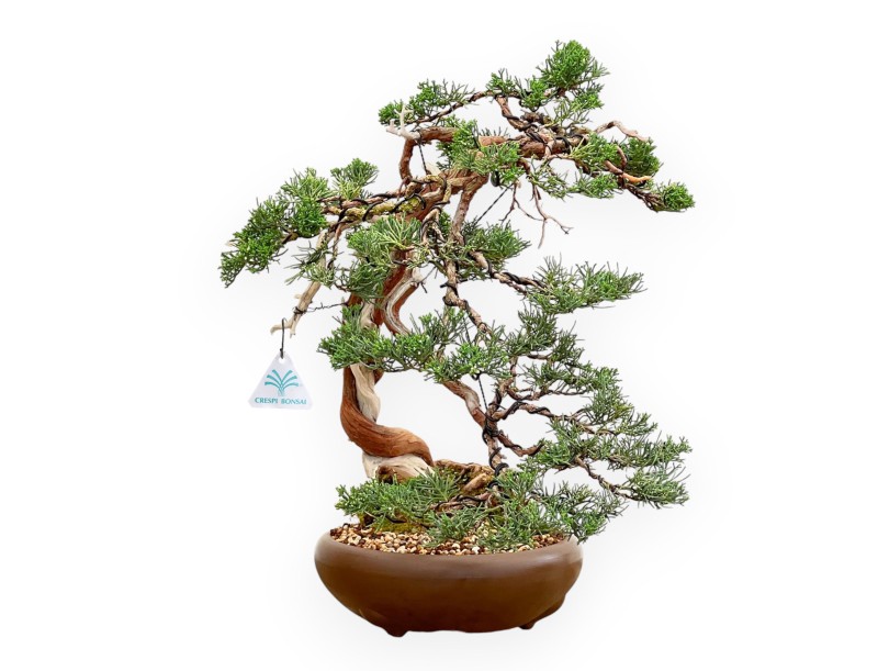 Juniperus Chinensis - Wacholder - 55 cm
