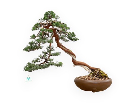 Juniperus Chinensis - Juniper - 55 cm