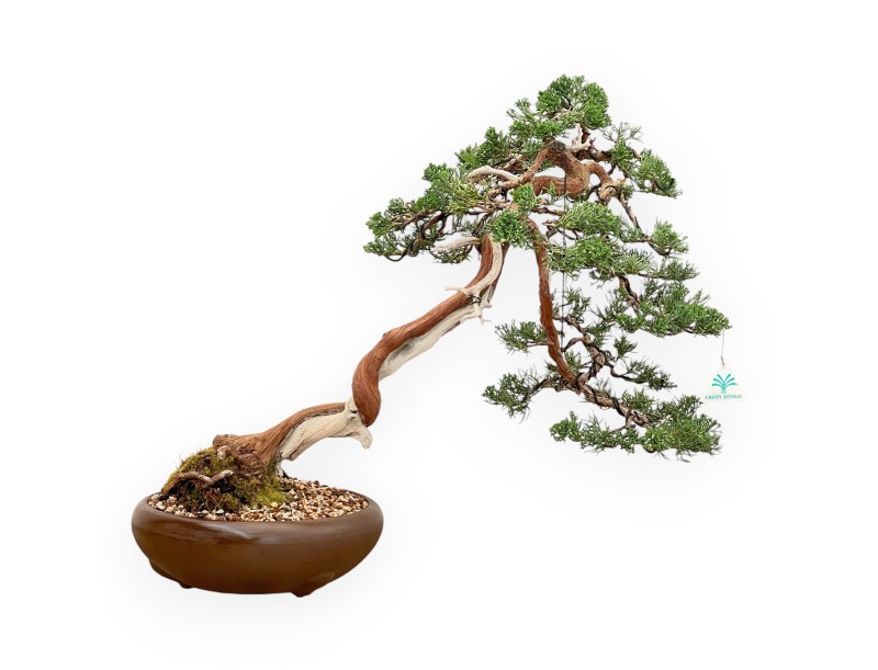 Juniperus Chinensis - Wacholder - 55 cm