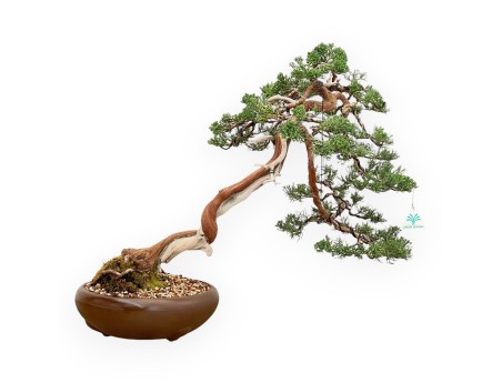 Juniperus Chinensis - Wacholder - 55 cm