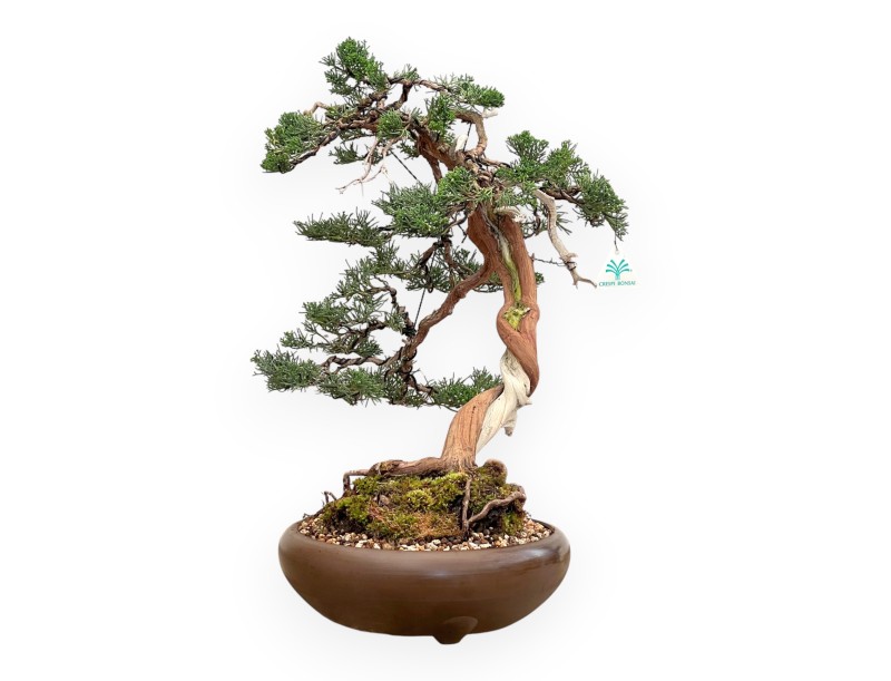 Juniperus Chinensis - Enebro - 55 cm