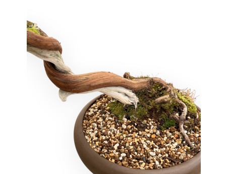 Juniperus Chinensis - Ginepro - 55 cm