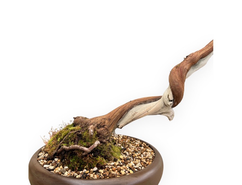 Juniperus Chinensis - Ginepro - 55 cm