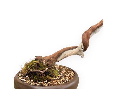 Juniperus Chinensis - Genévrier - 55 cm