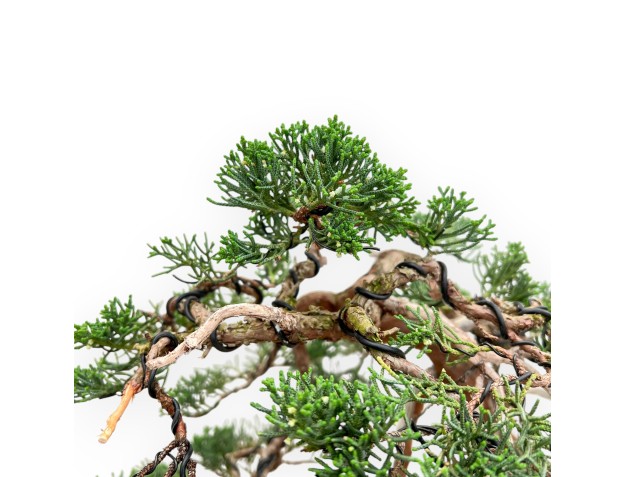 Juniperus Chinensis - Wacholder - 55 cm 2