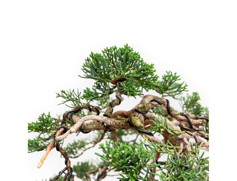 Juniperus Chinensis - Juniper - 55 cm