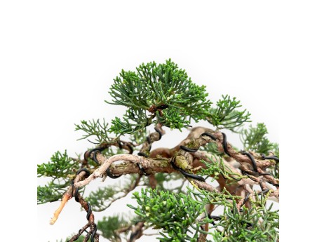 Juniperus Chinensis - Wacholder - 55 cm