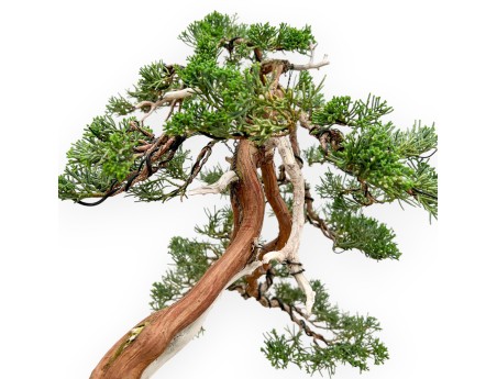 Juniperus Chinensis - Ginepro - 55 cm