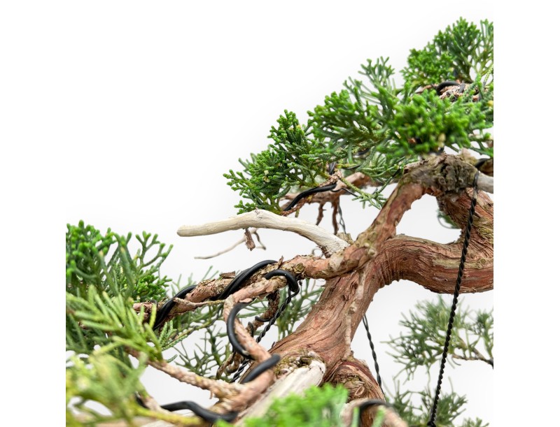 Juniperus Chinensis - Ginepro - 55 cm