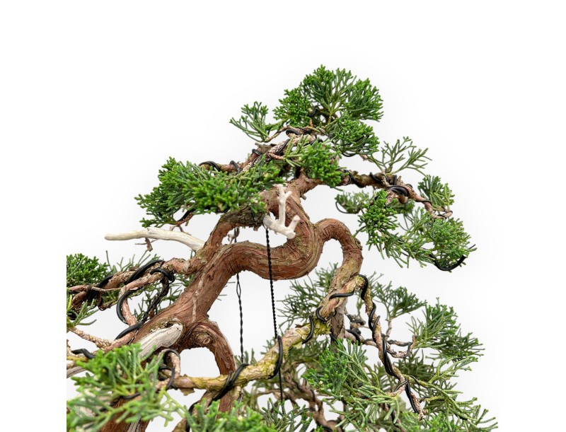 Juniperus Chinensis - Juniper - 55 cm