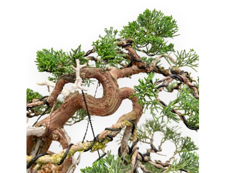 Juniperus Chinensis - Genévrier - 55 cm