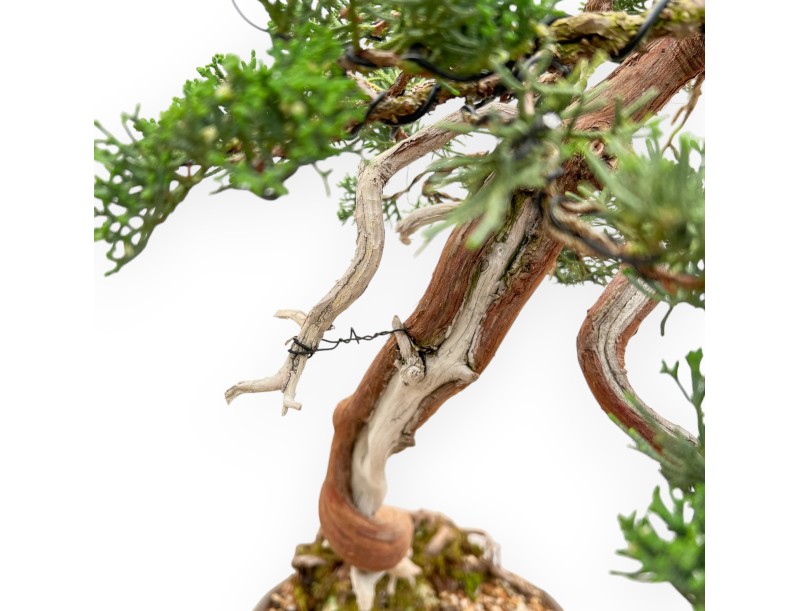 Juniperus Chinensis - Juniper - 55 cm