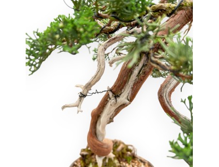 Juniperus Chinensis - Wacholder - 55 cm