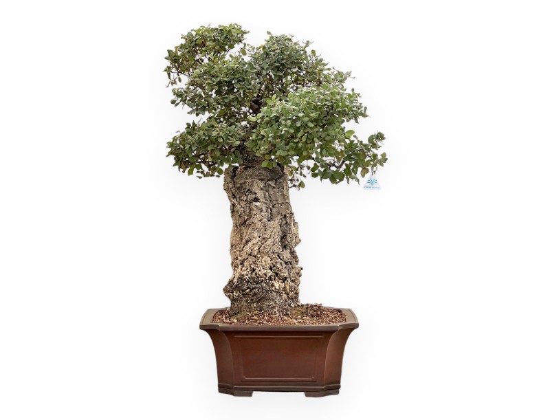 Quercus Suber - Oak - 120 cm
