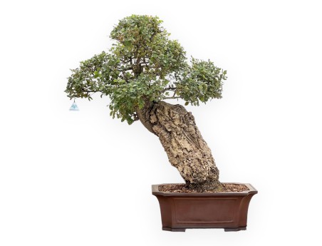 Quercus Suber - Cork Oak - 120 cm