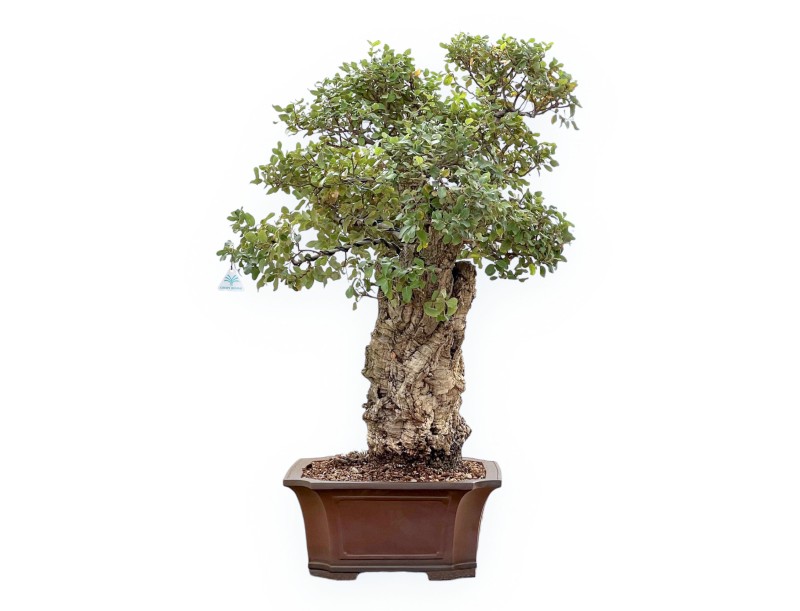Quercus Suber - Chêne-liège - 120 cm