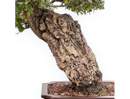 Quercus Suber - Oak - 120 cm