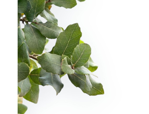 Quercus Suber - Cork Oak - 120 cm 2