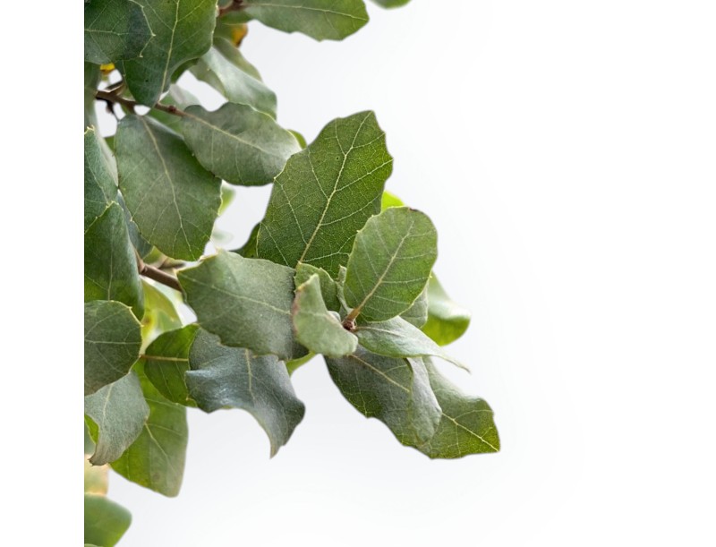 Quercus Suber - Quercia - 120 cm